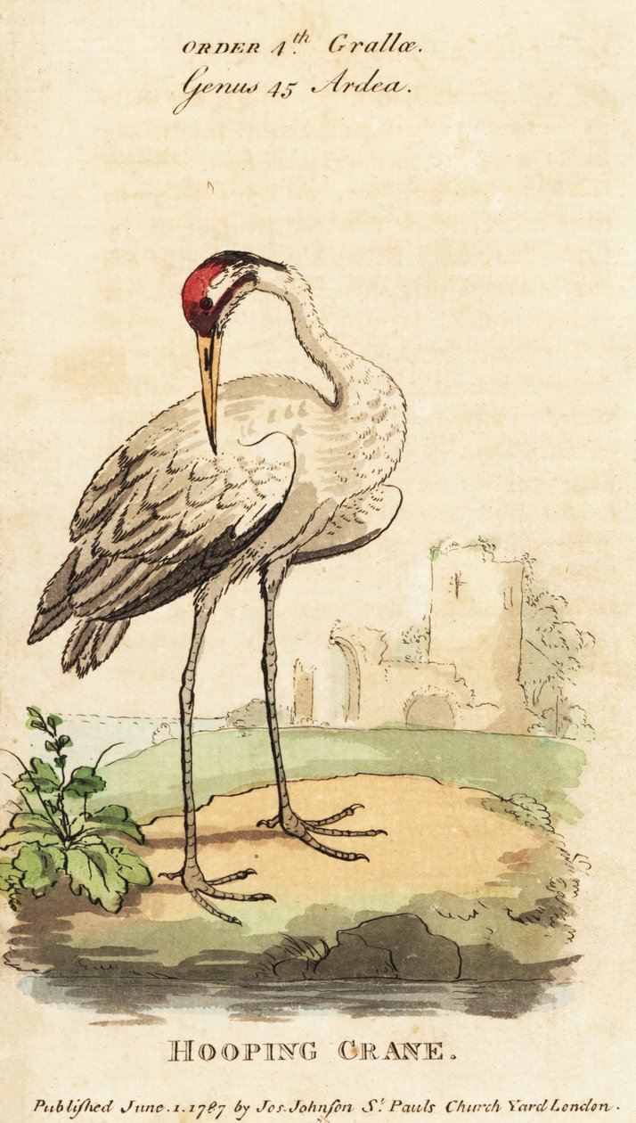 Schneekranich, Grus americana von George (after) Edwards