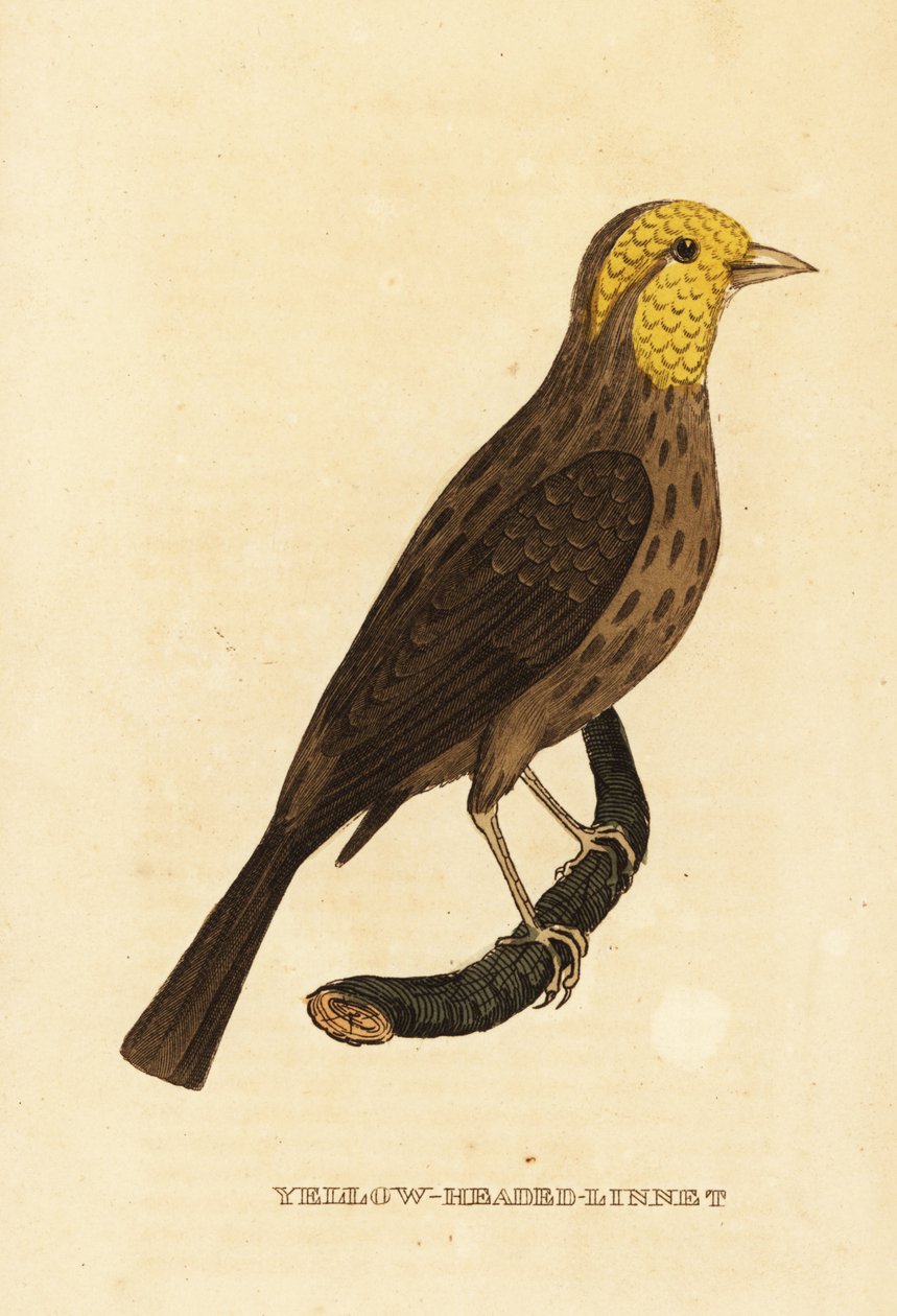 Gelber Kernknacker, Pheucticus chrysopeplus von George (after) Edwards