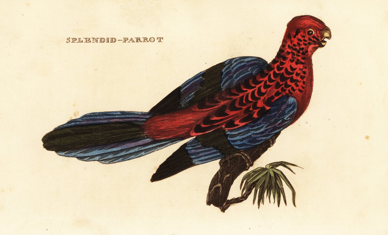 Pennantsittich, Platycercus elegans von George (after) Shaw