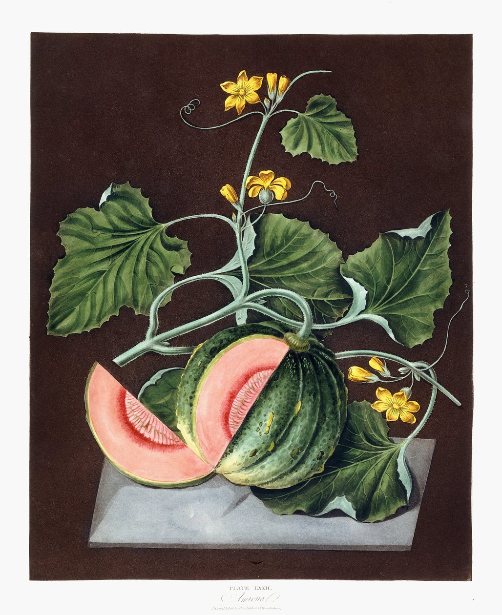 Kürbis, 1812 von George Brookshaw