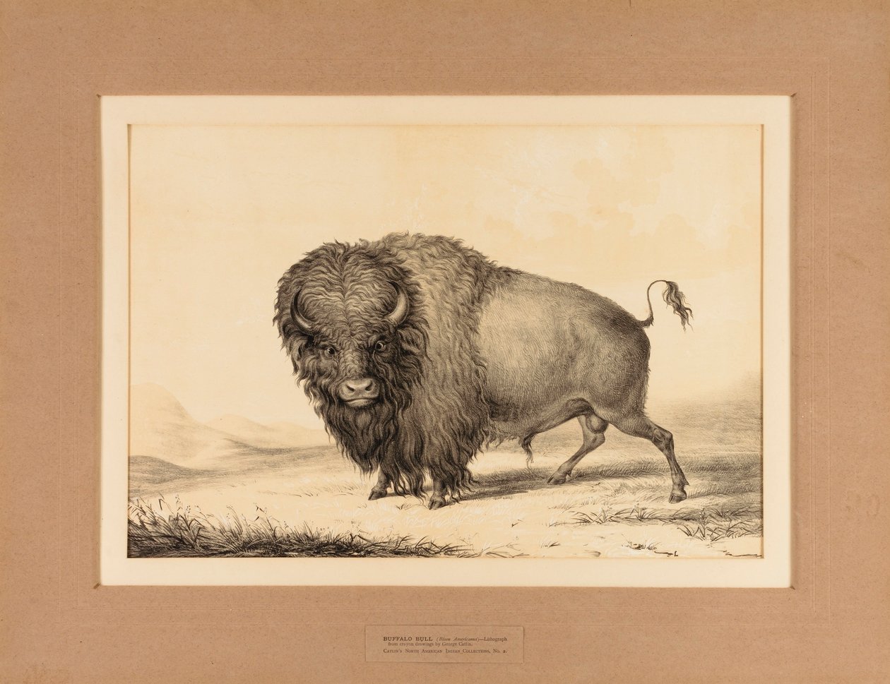 Büffelstier--Nr. 2 von George Catlin