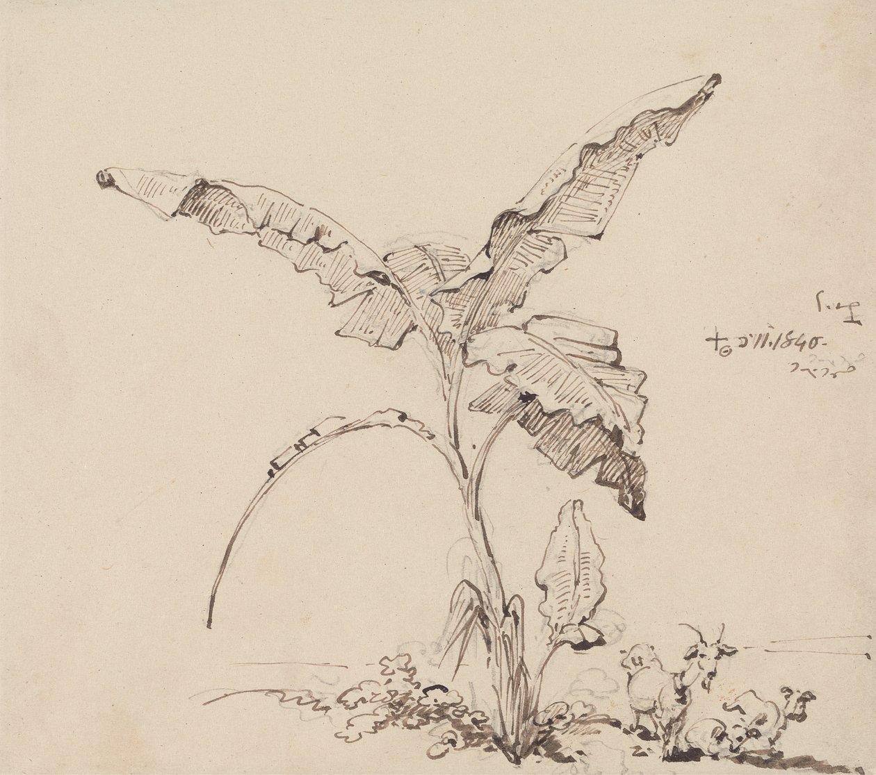Ziegen unter einem Bananenbaum von George Chinnery