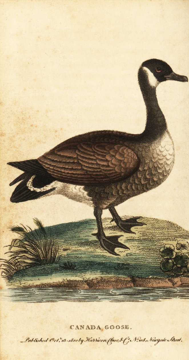 Kanadagans, Branta canadensis, 1800 (Gravur) von George Edwards