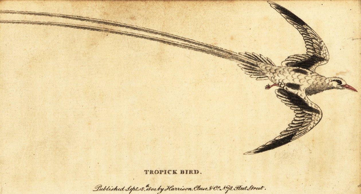 Rotfußtropikvogel, Phaethon aethereus (Gravur) von George Edwards