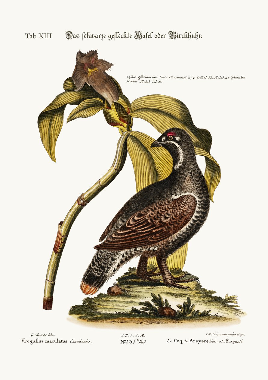 Der schwarze und gefleckte Auerhahn, 1749-73 von George Edwards
