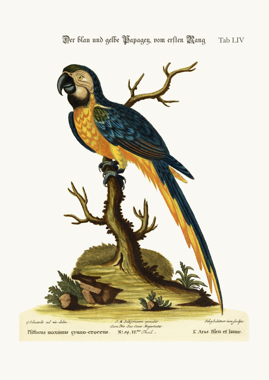 Der Blau- und Gelb-Makaw, 1749-73 von George Edwards