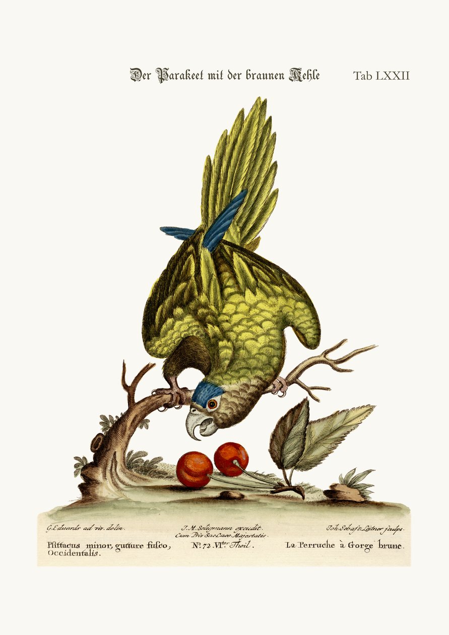 Der Braunkehl-Sittich, 1749-73 von George Edwards