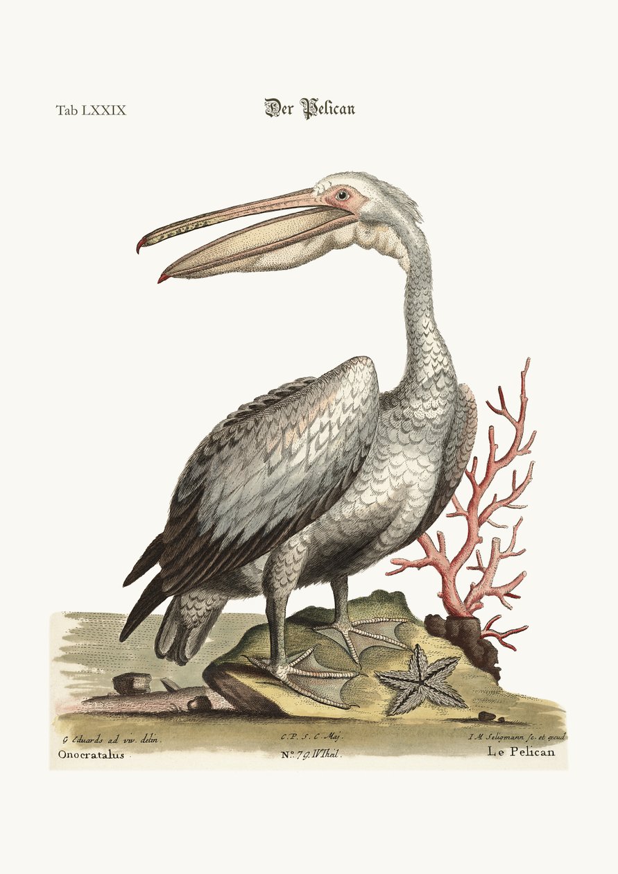 Der Pelikan, 1749-73 von George Edwards