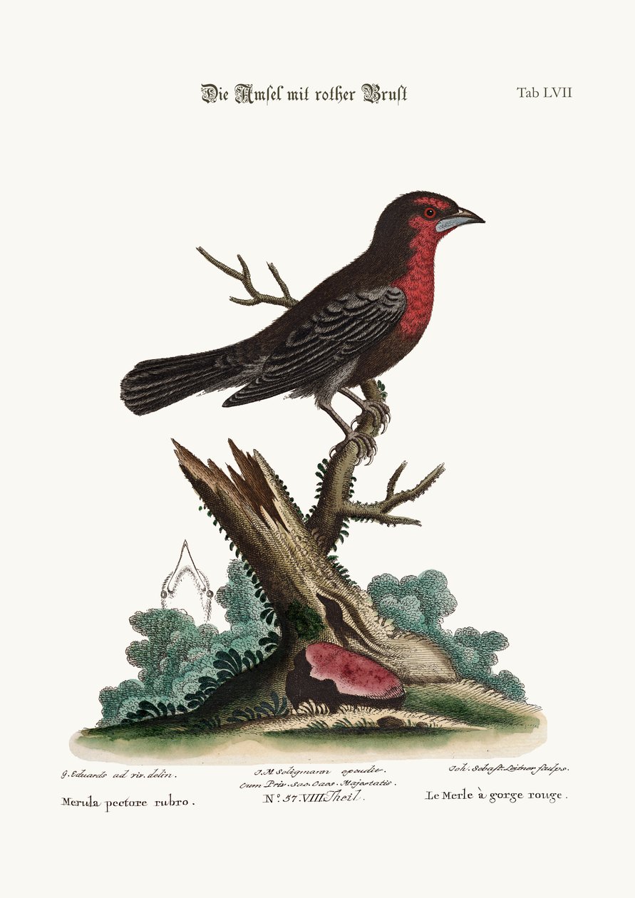 Der Rotbrust-Schwarzvogel, 1749-73 von George Edwards