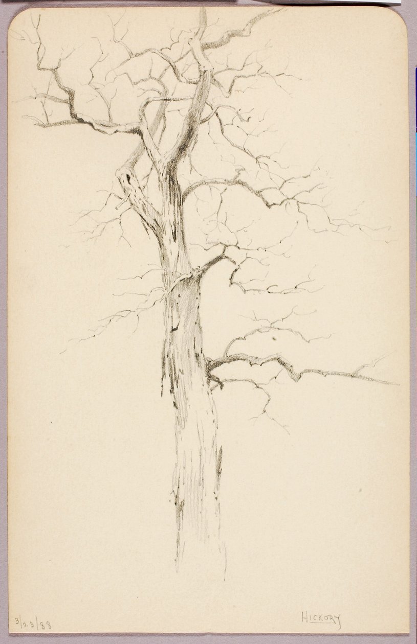 Hickory von George Elbert Burr