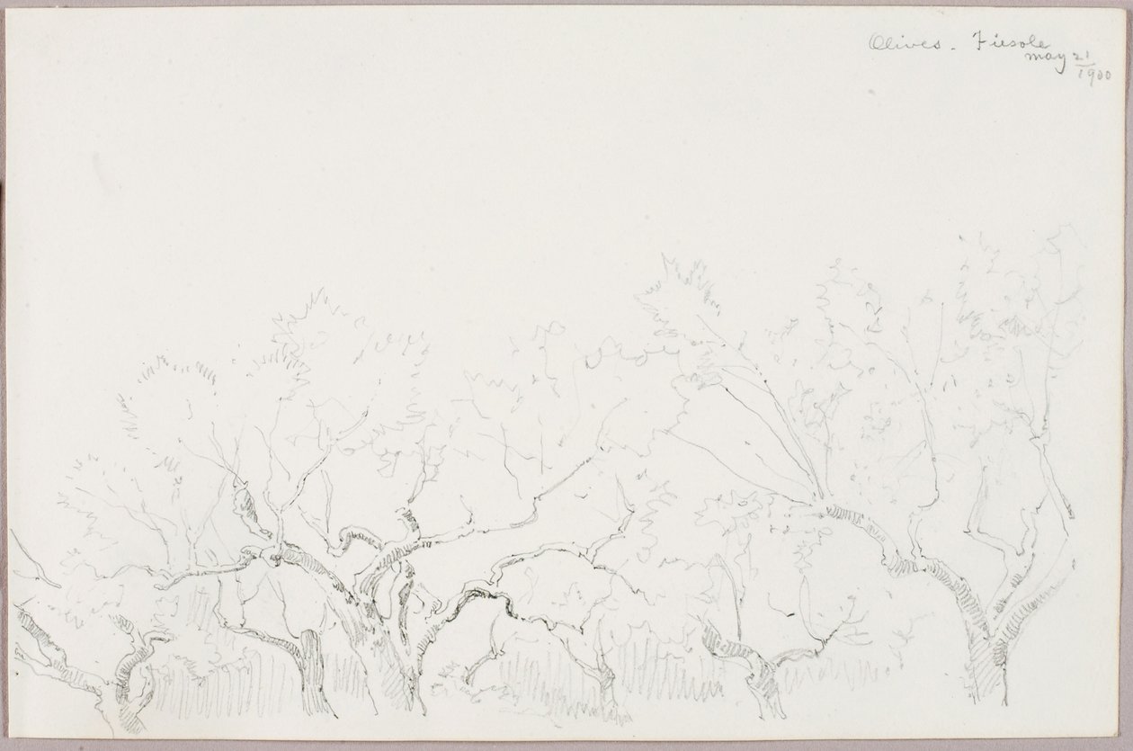 Oliven--Fiesole von George Elbert Burr