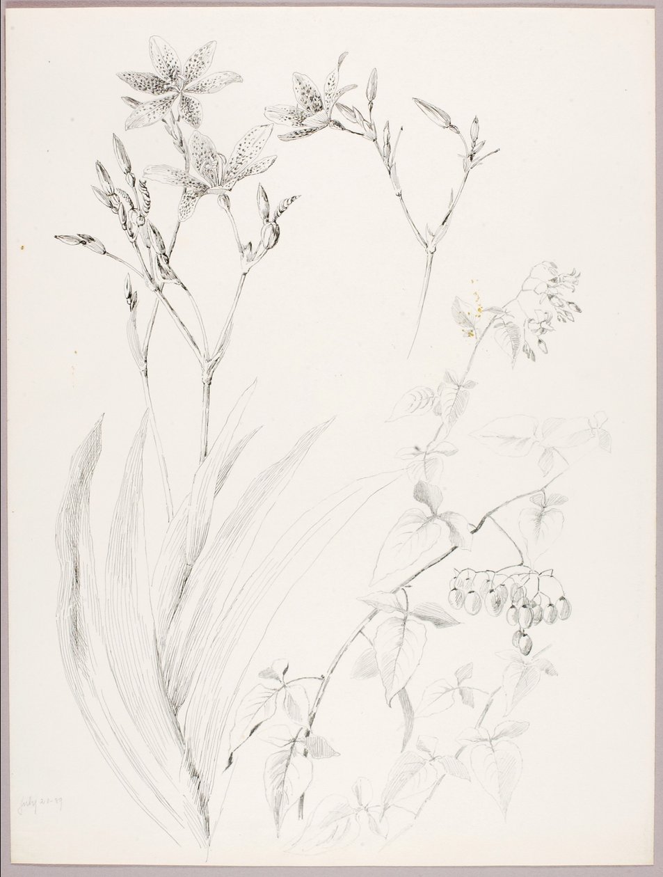 Ohne Titel (Botanische Studie) von George Elbert Burr