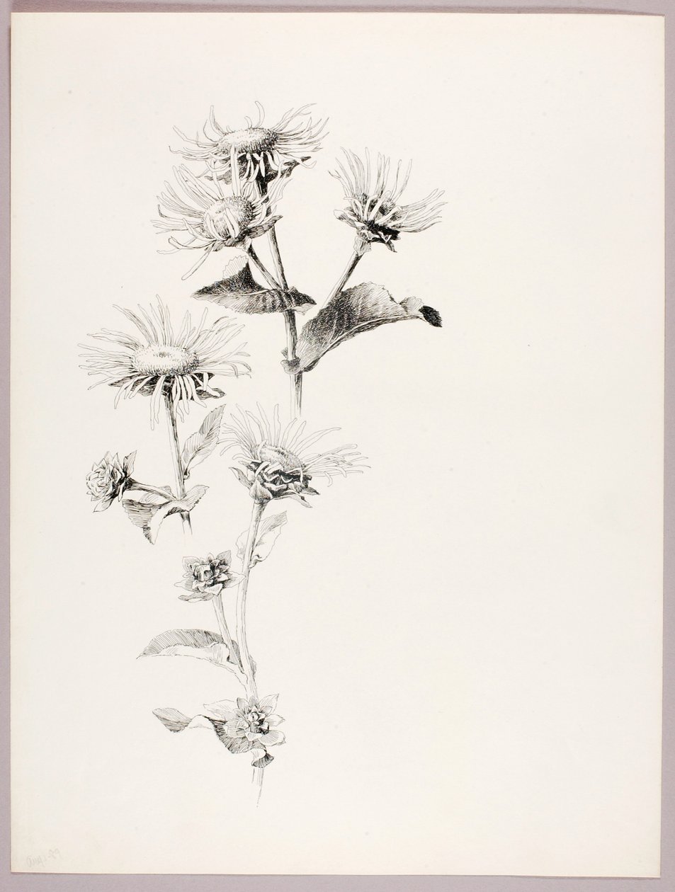 Ohne Titel (Gänseblümchen) von George Elbert Burr