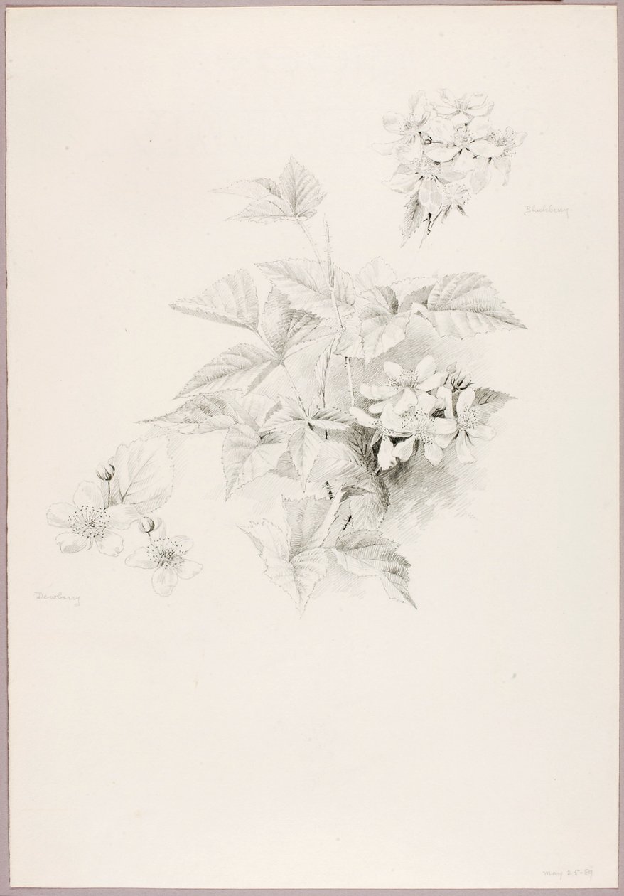 Ohne Titel (Tautropfen und Brombeere) von George Elbert Burr