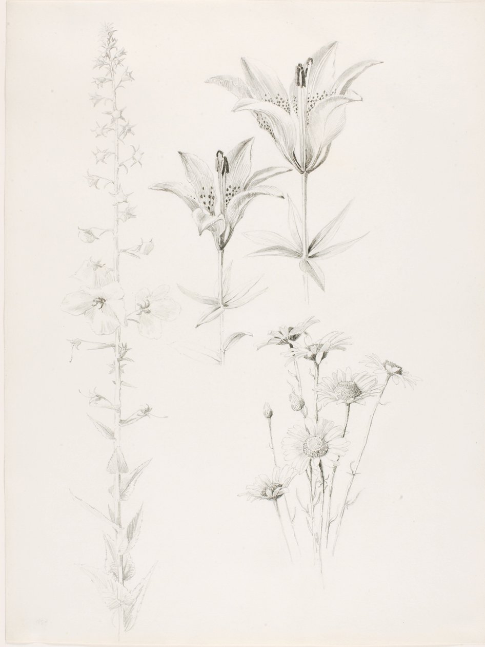 Ohne Titel (Lilie, Gänseblümchen, Hibiskus) von George Elbert Burr