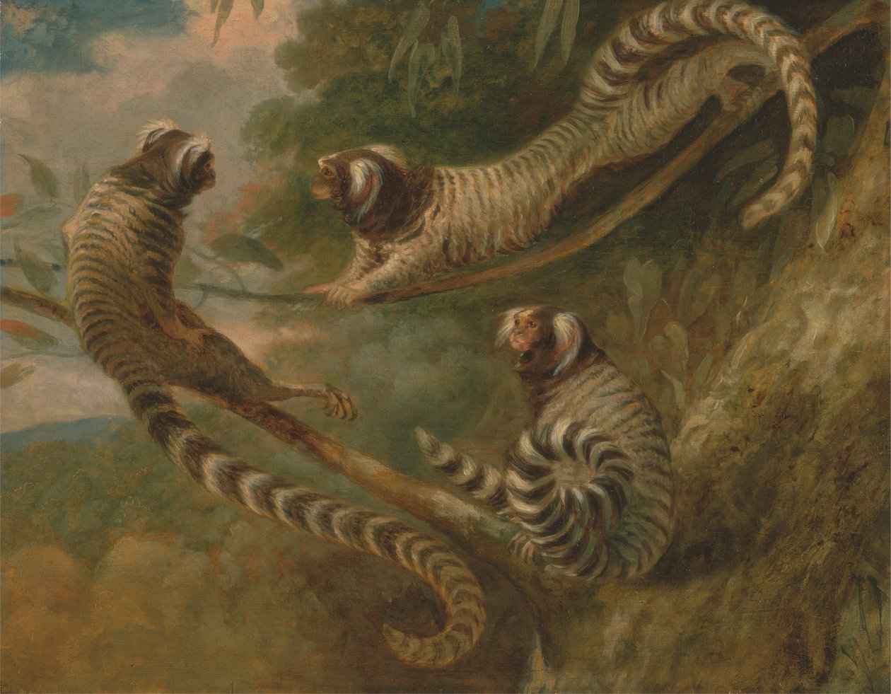 Ein Marmoset in drei Haltungen von George Garrard