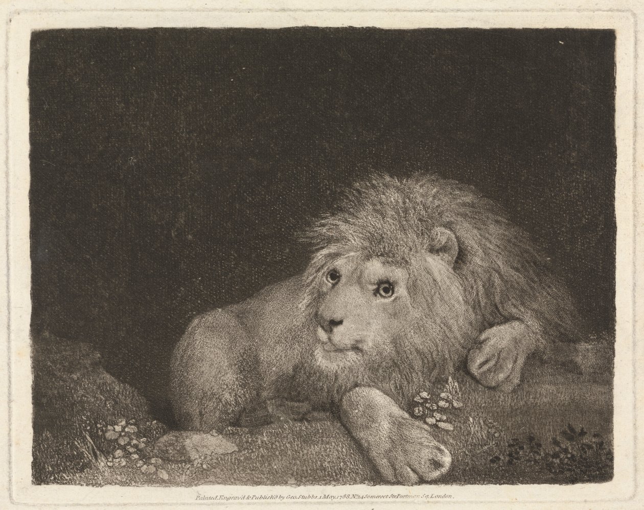 Ein Löwe [Ein liegender Löwe] von George Stubbs