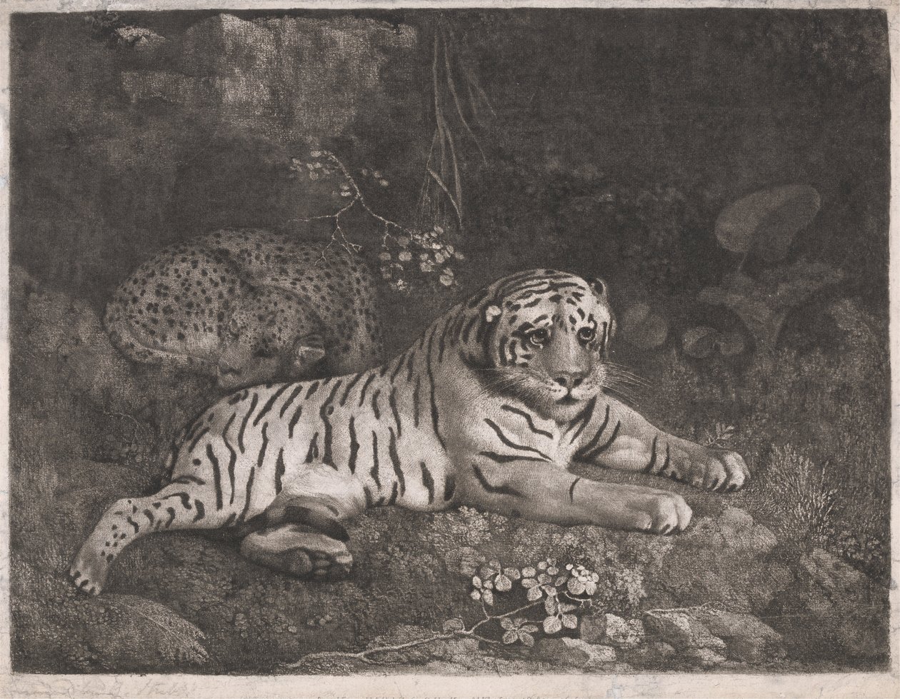 Ein Tiger und ein schlafender Leopard von George Stubbs