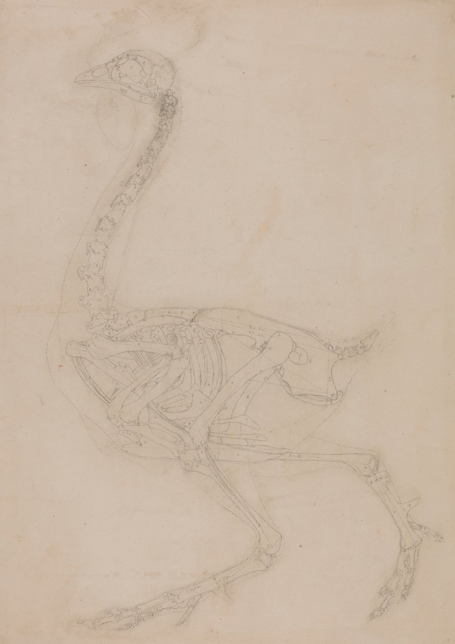 Vogelskelett, Seitenansicht von George Stubbs