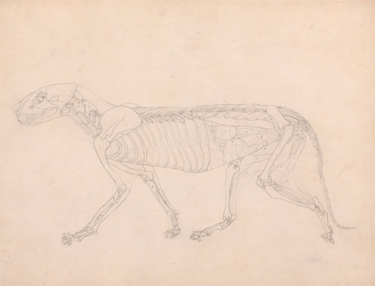 Tigerkörper, Seitenansicht von George Stubbs