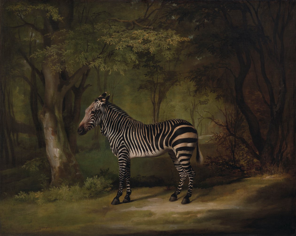 Zebra von George Stubbs
