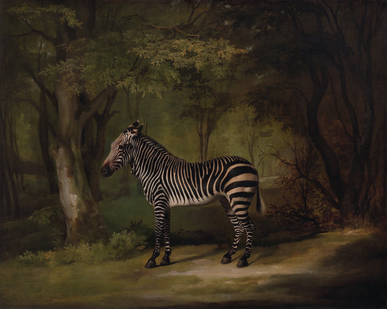 Zebra, ausgestellt 1763 von George Stubbs