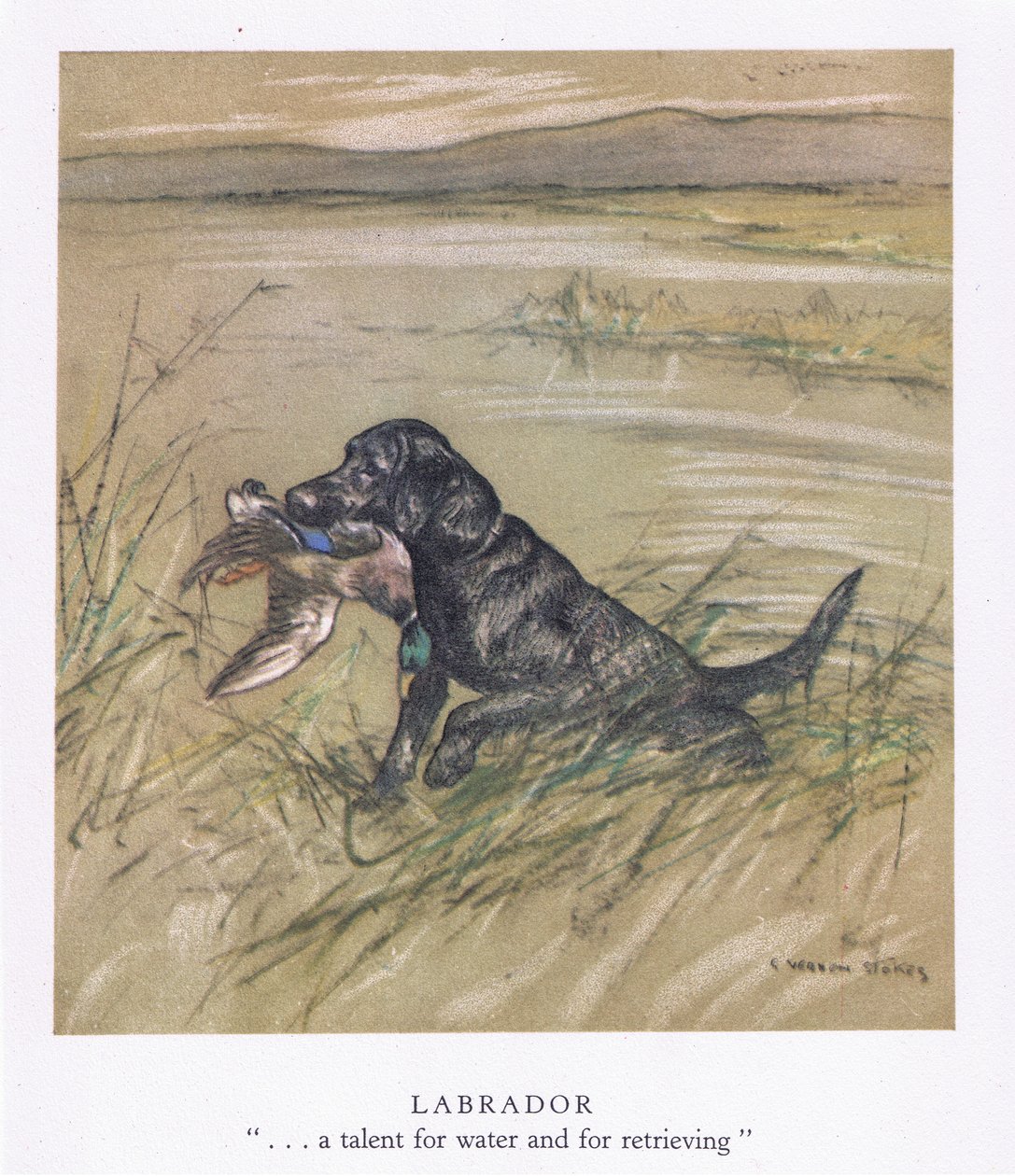 Labrador von George Vernon Stokes