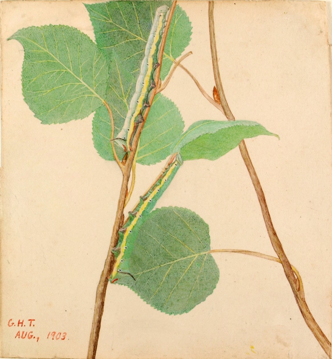 Spiegel-Rückenkäfer..., frühes 20. Jahrhundert von Gerald H. Thayer