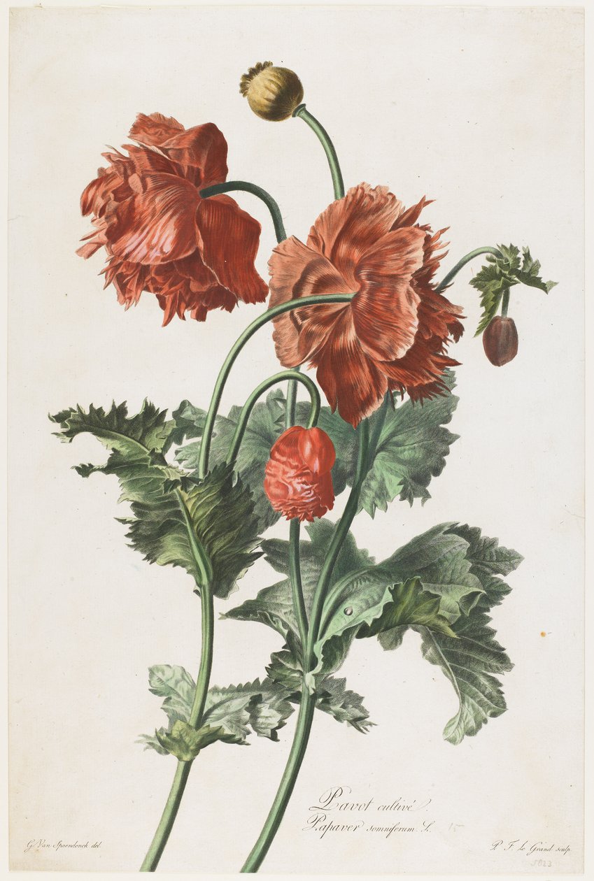 Pavot cultive, aus Fleurs Dessinees d