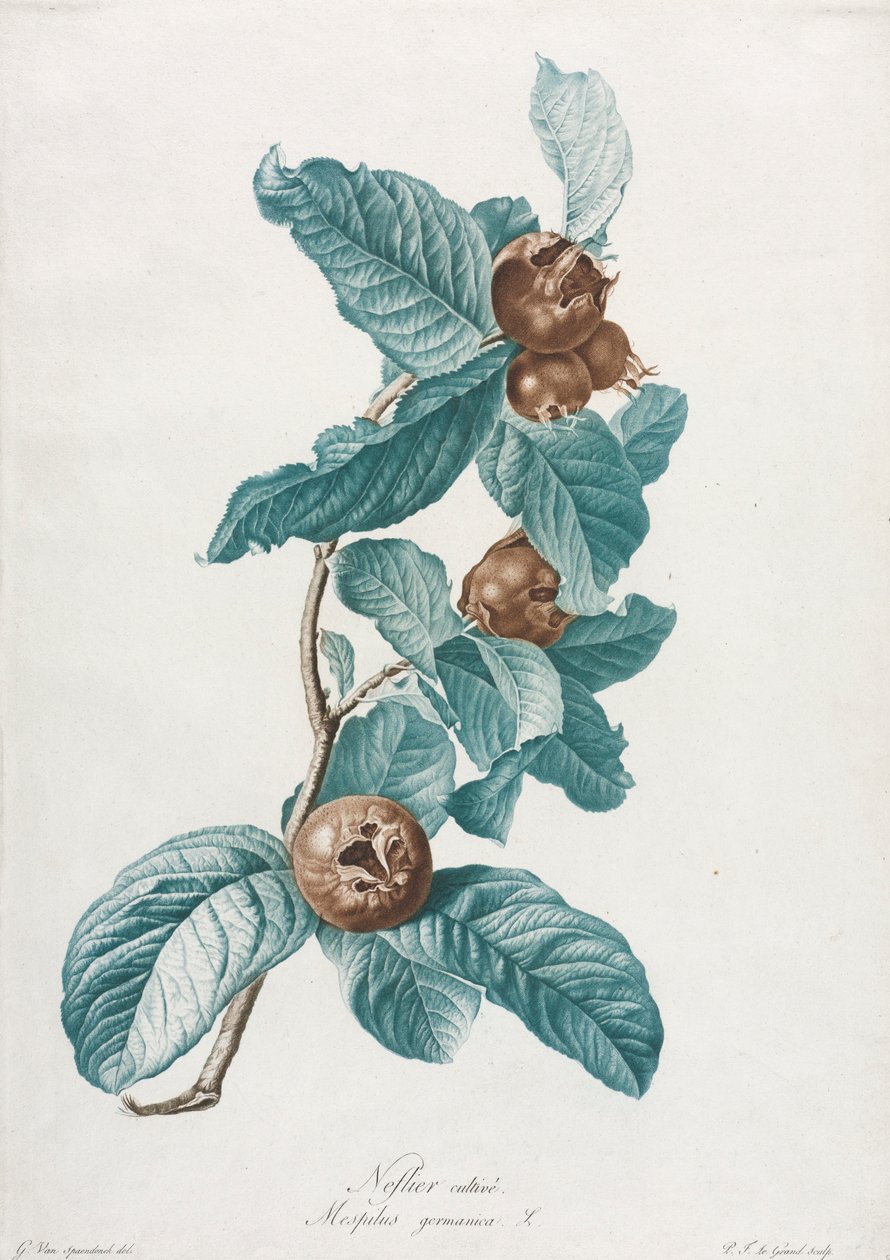 Kultivierte Mispel Mespilus germanica, um 1800 von Gerard van Spaendonck