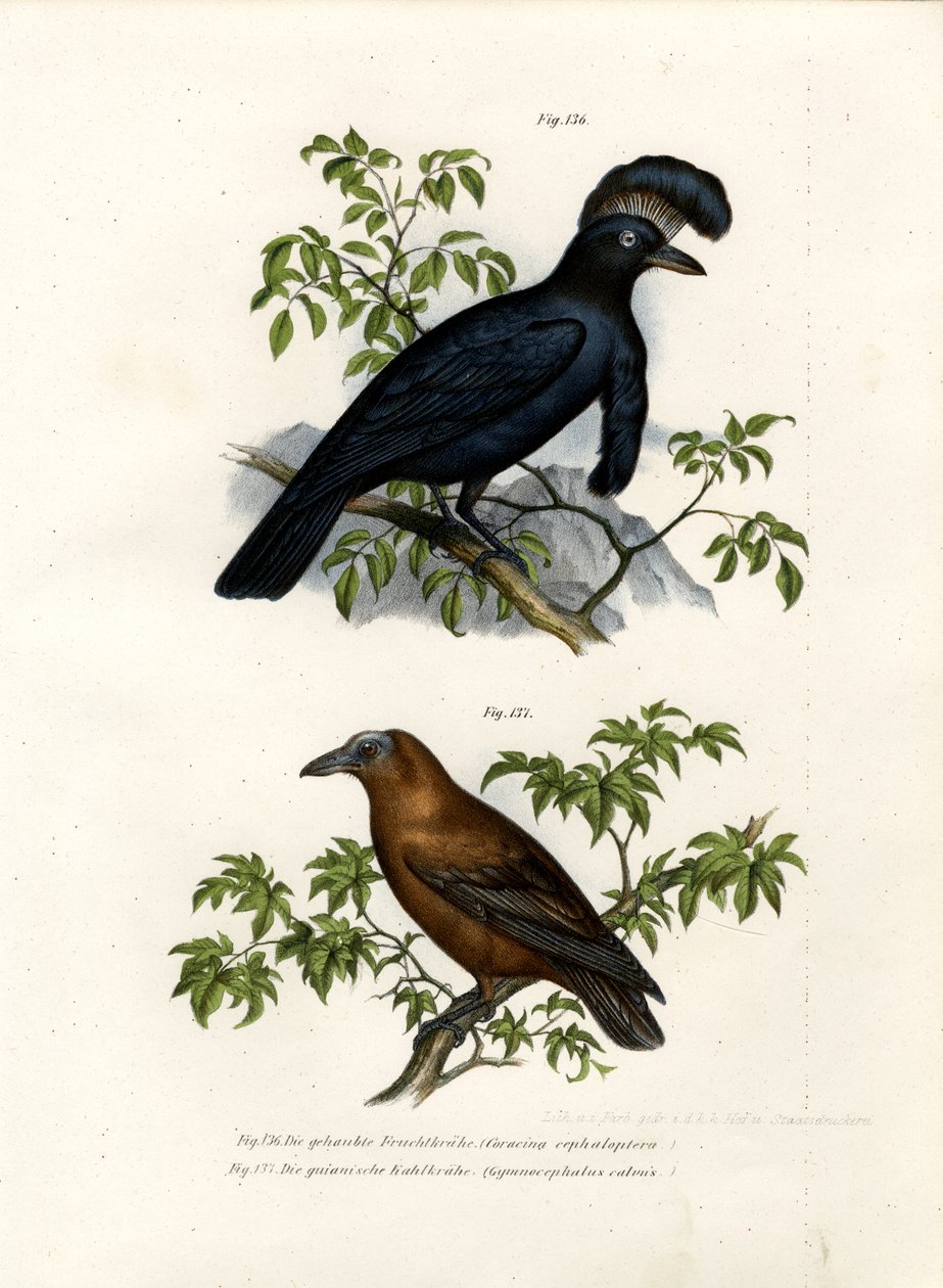 Amazonas-Schirmvogel, 1864 von German School