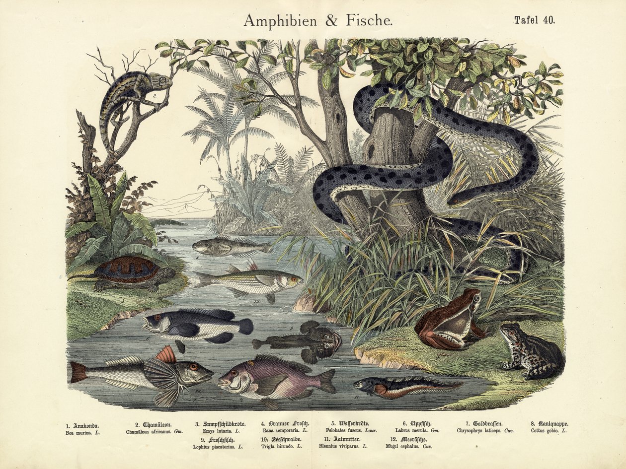 Amphibien und Fische, um 1860 von German School