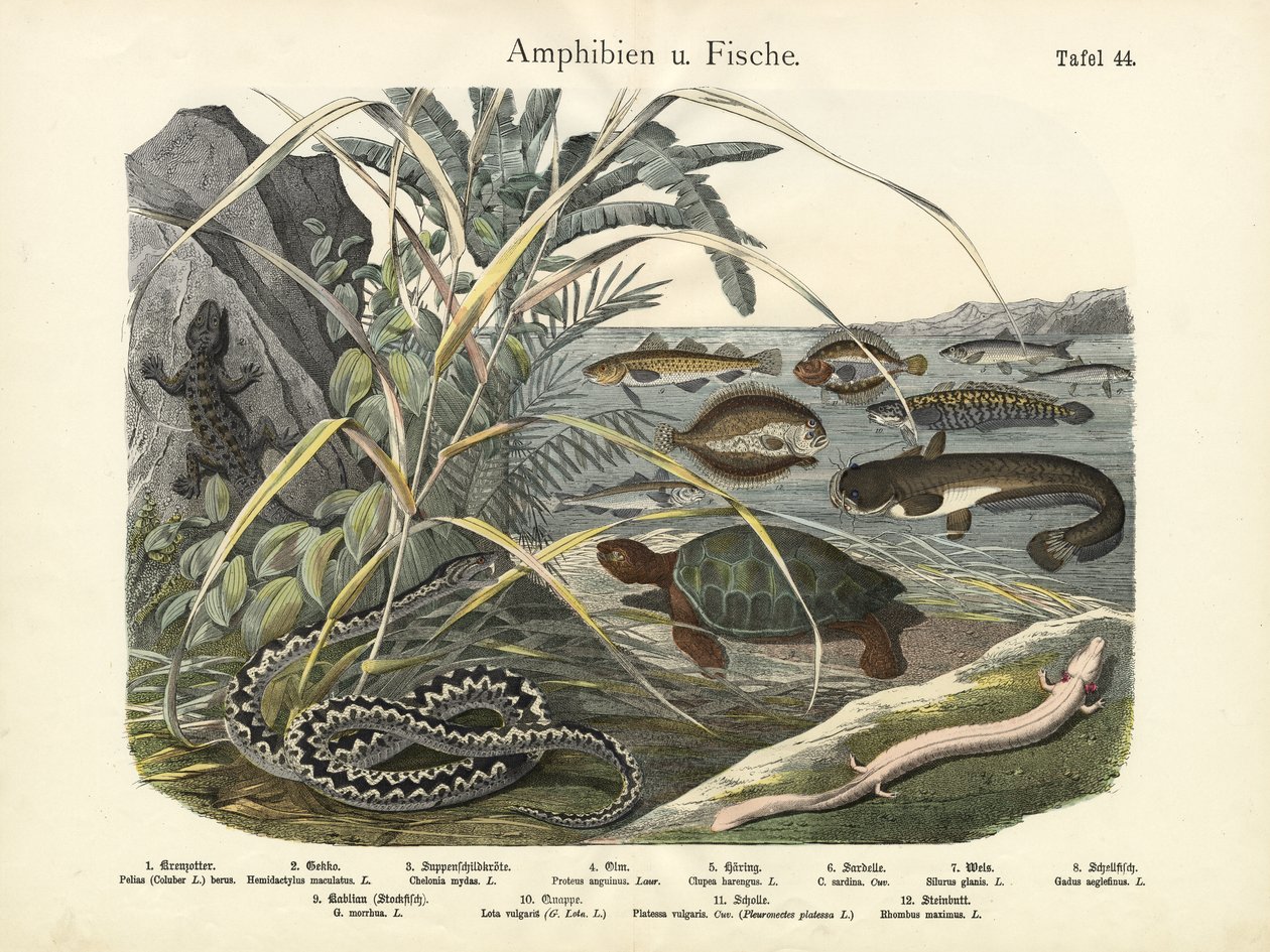 Amphibien und Fische, um 1860 von German School