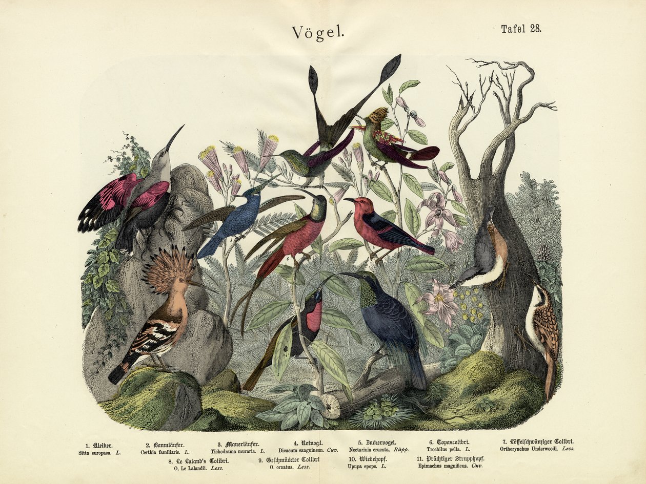 Vögel, um 1860 von German School