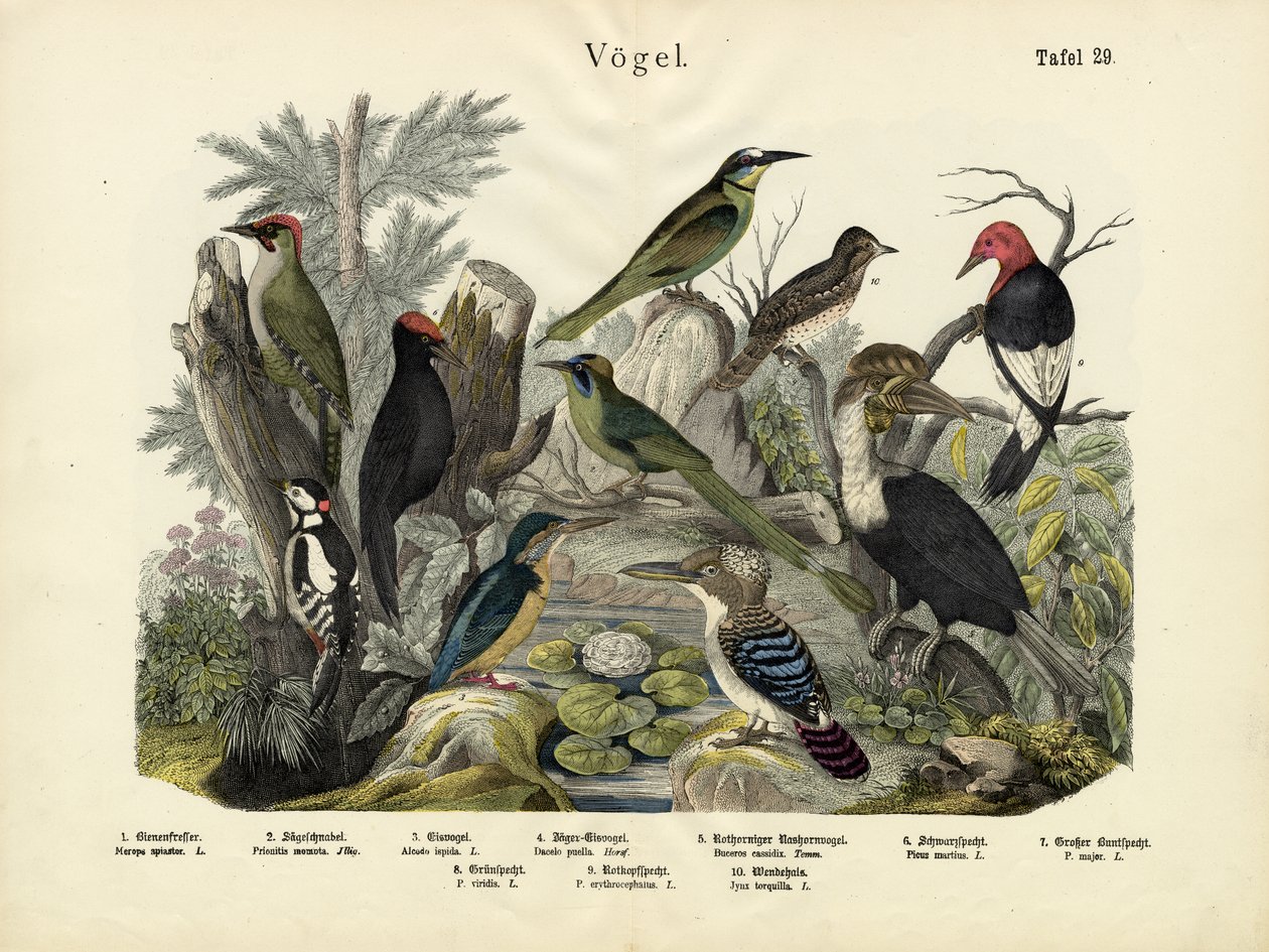 Vögel, um 1860 von German School
