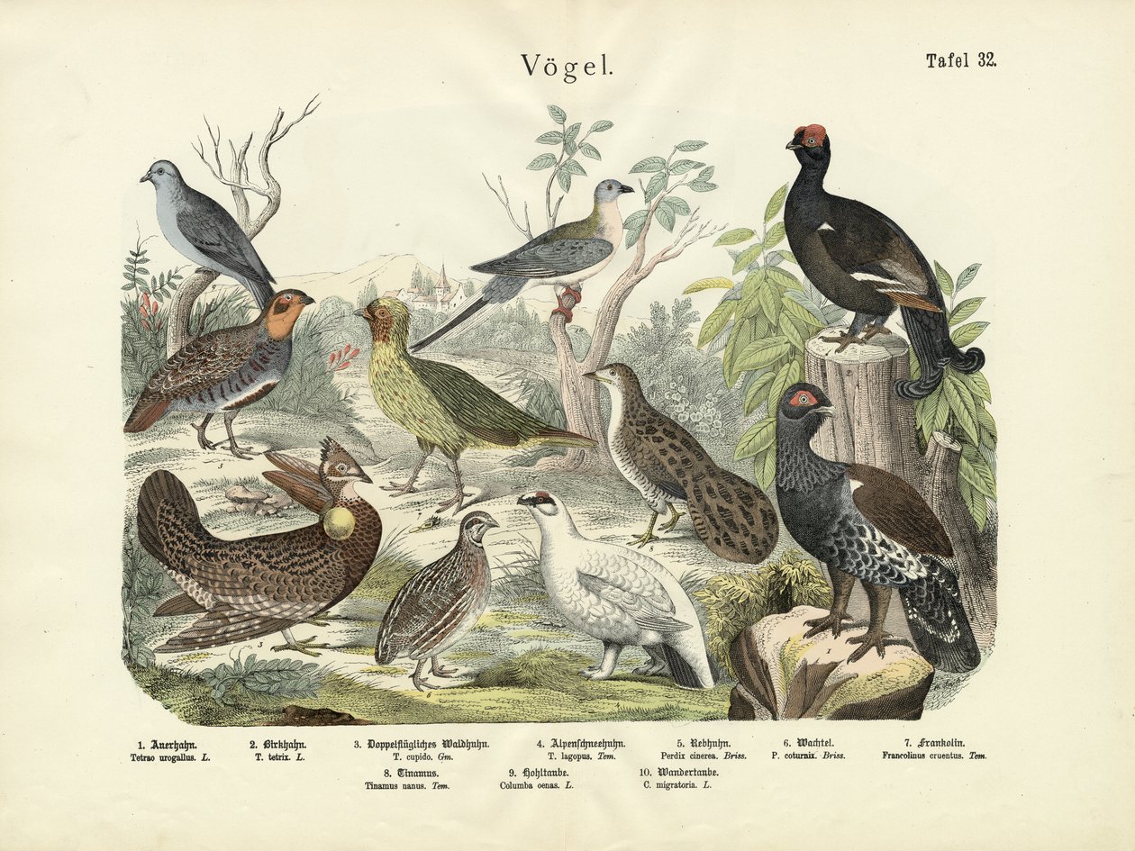 Vögel, um 1860 von German School