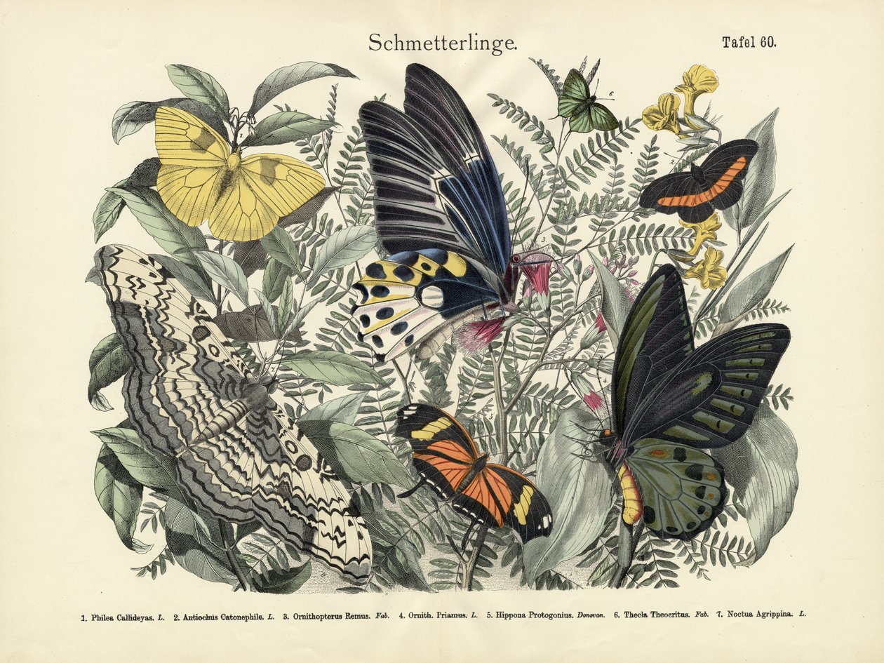 Schmetterlinge, um 1860 von German School