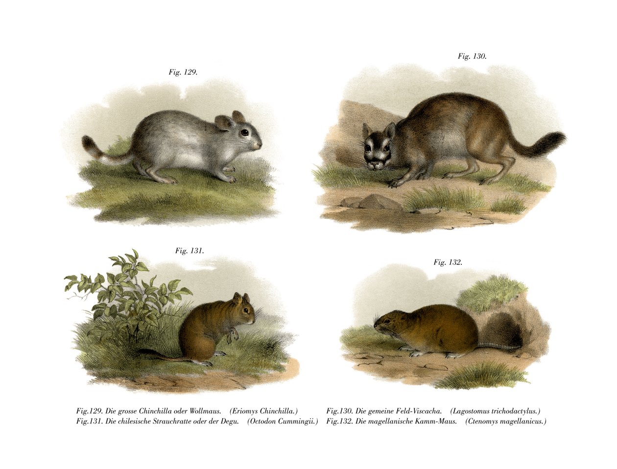 Chinchilla von German School