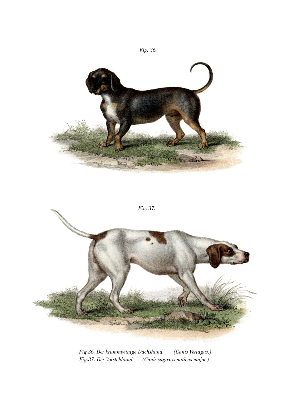 Dackel, 1860 von German School