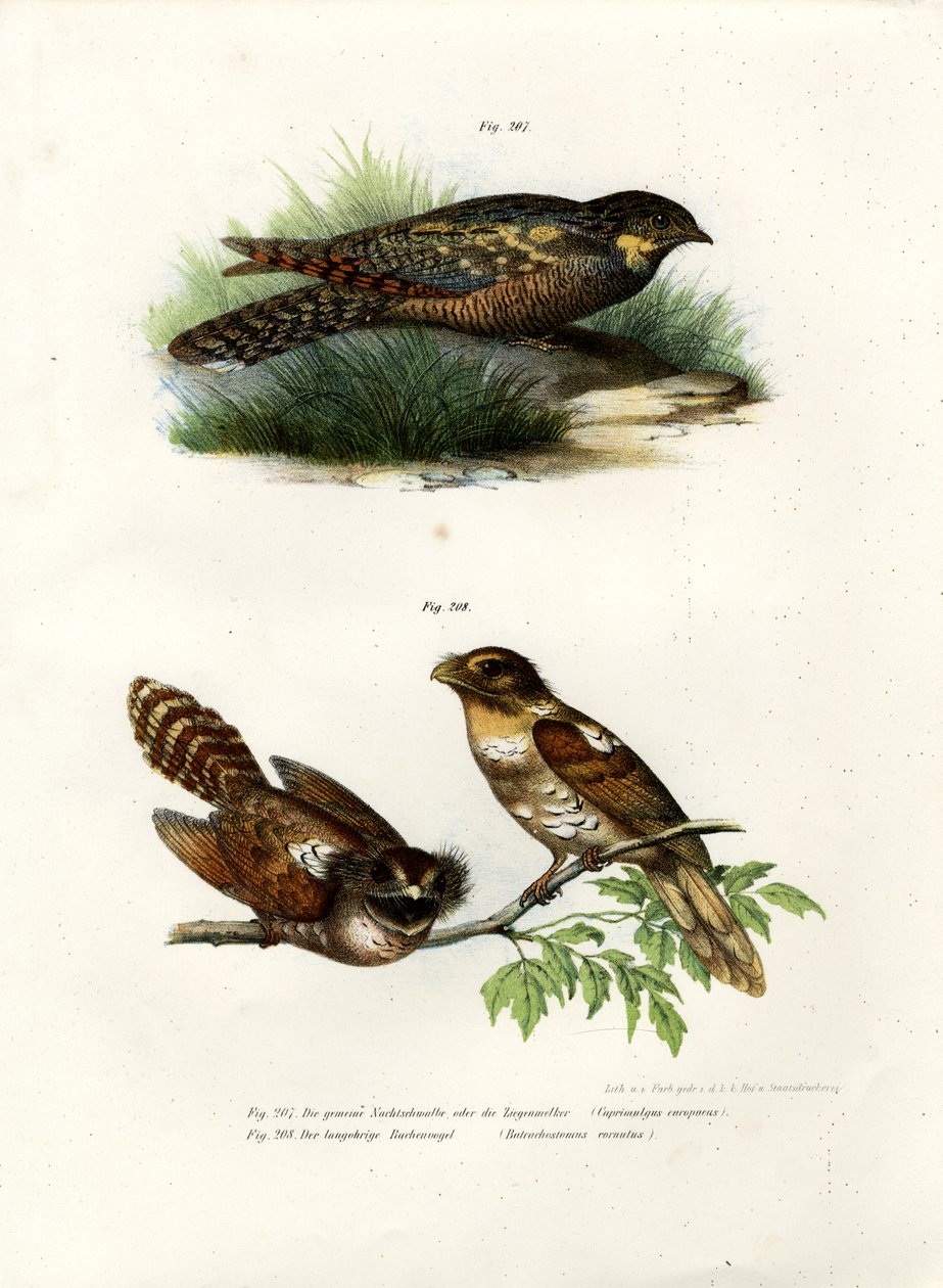 Europäische Nachtschwalbe, 1864 von German School