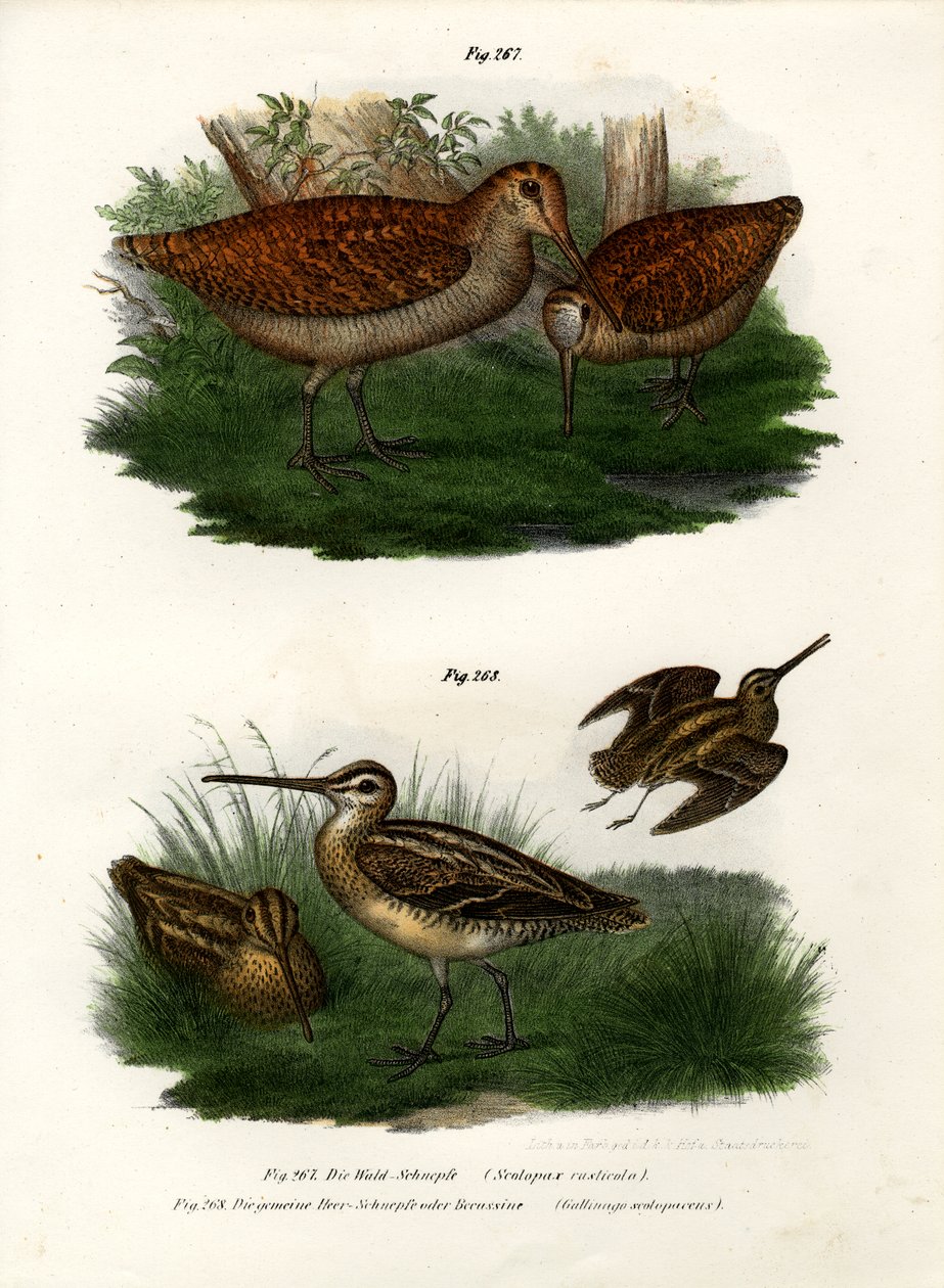 Waldschnepfe, 1864 von German School