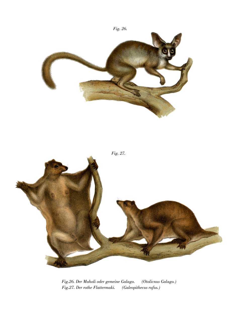 Galago, 1860 von German School