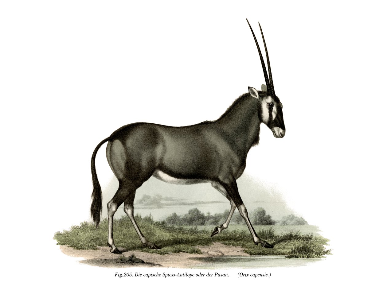 Gemsbock, 1860 von German School