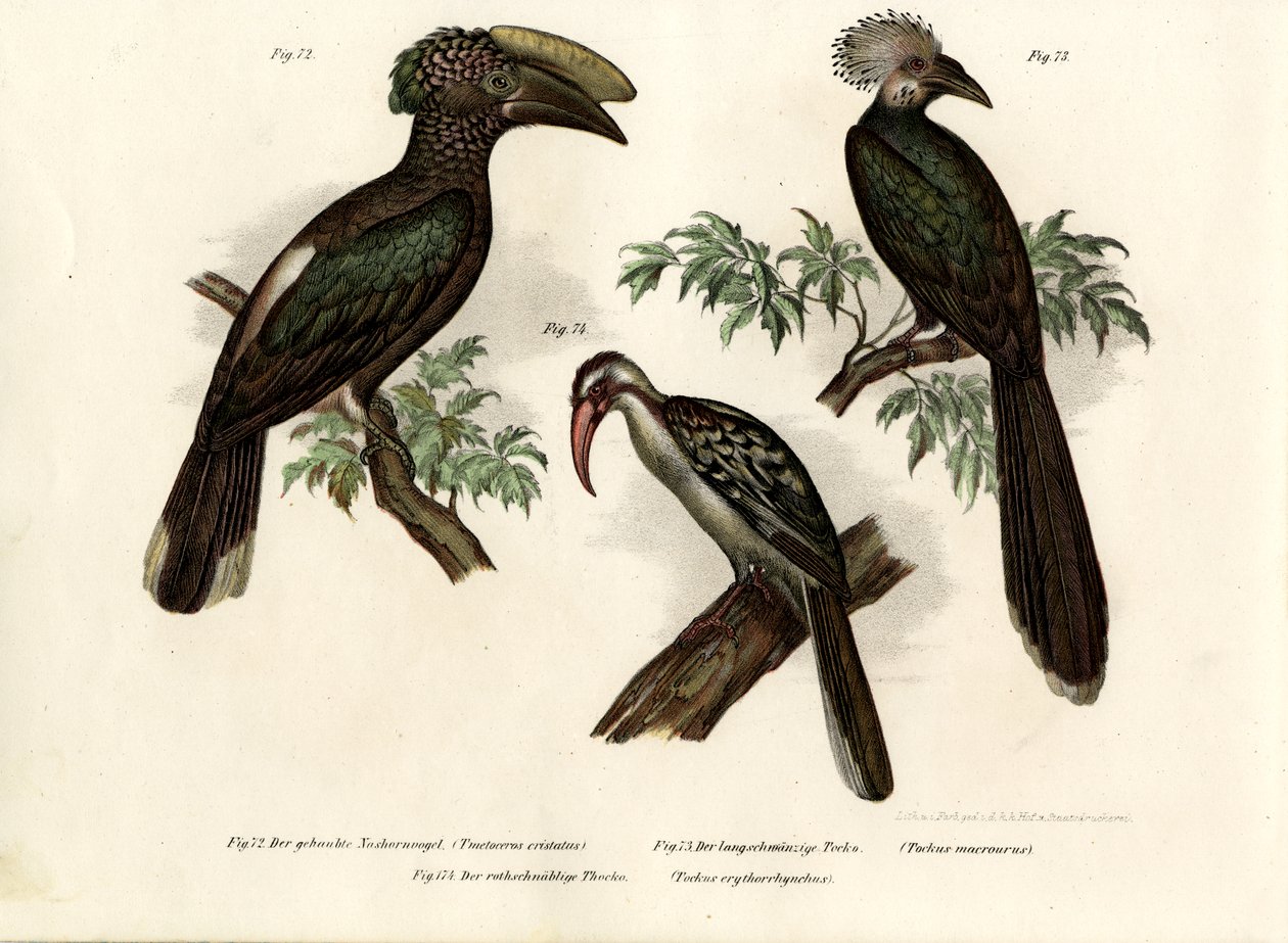 Hornvogel, 1864 von German School