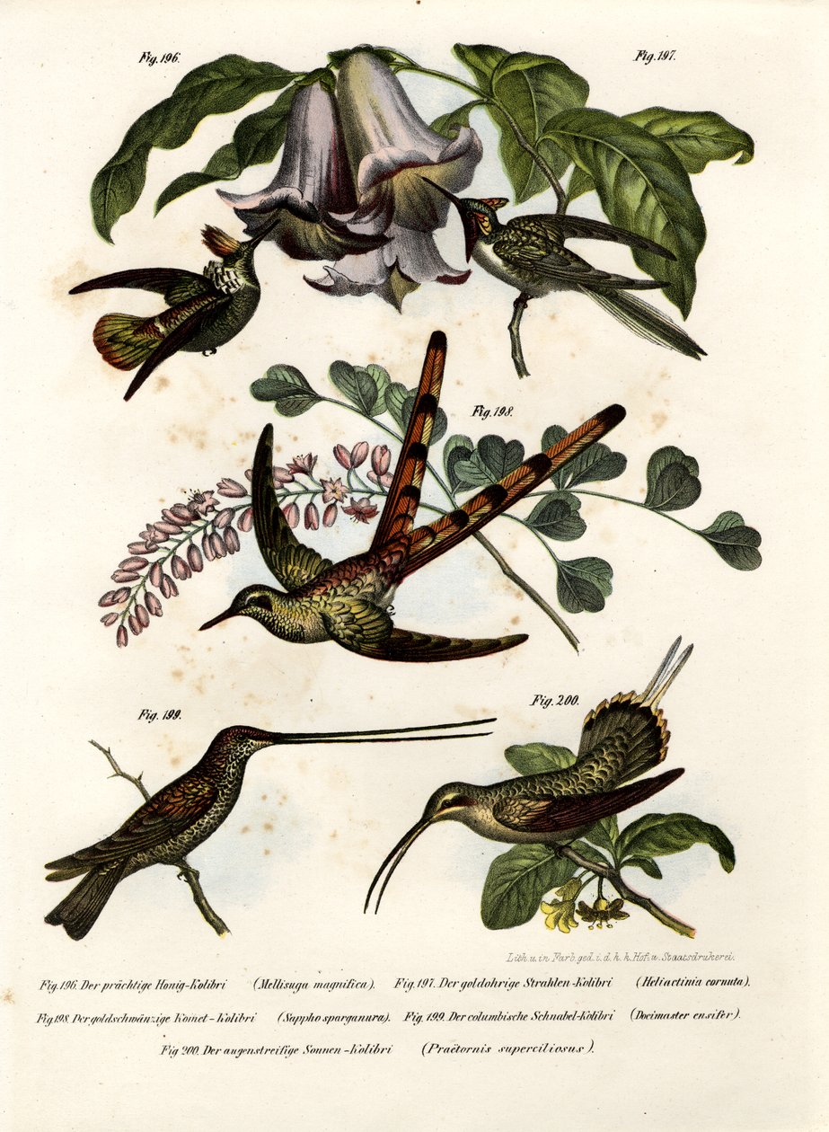 Kolibri, 1864 von German School