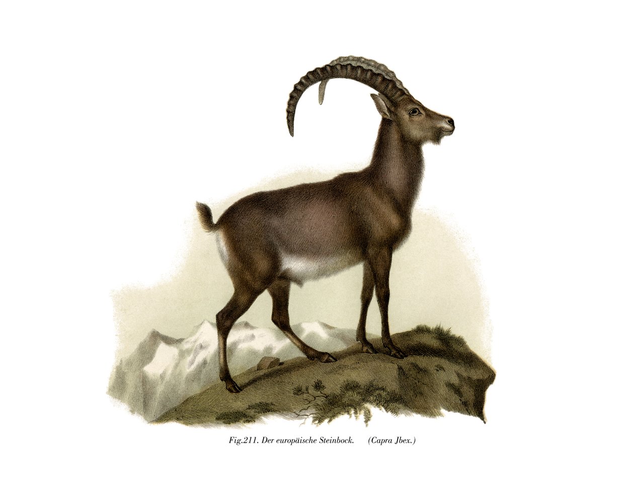 Steinbock, 1860 von German School