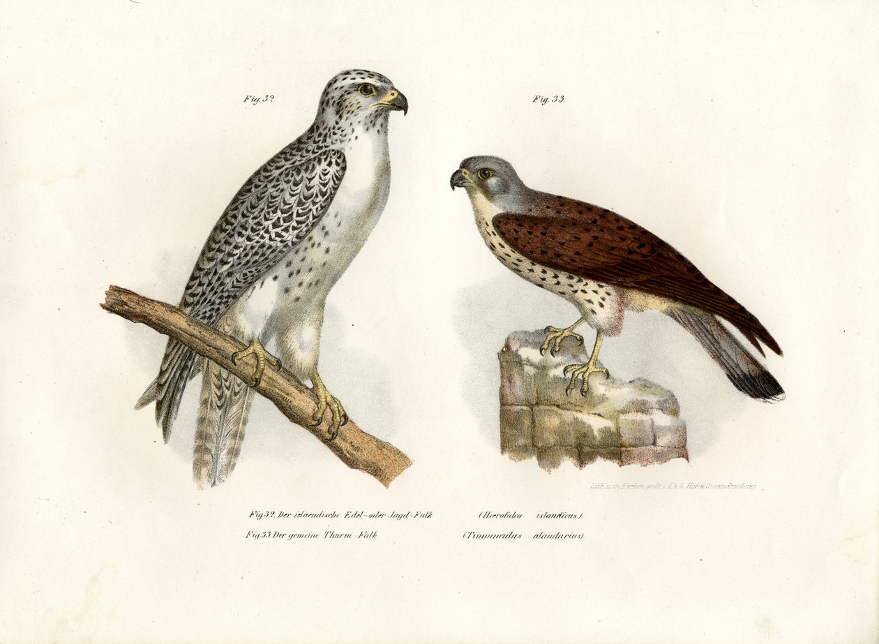 Isländischer Gerfalke, 1864 von German School