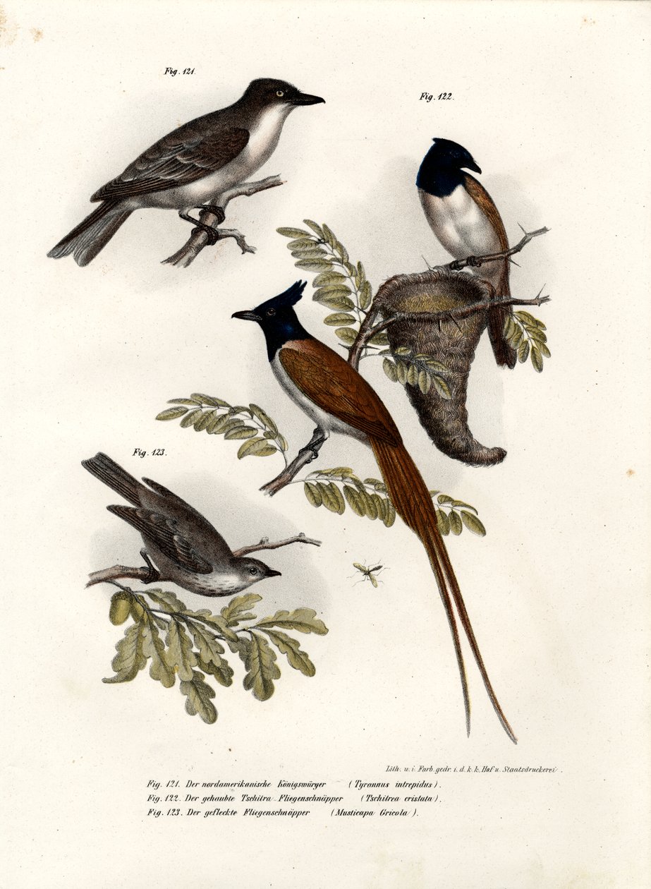 Königsvogel, 1864 von German School