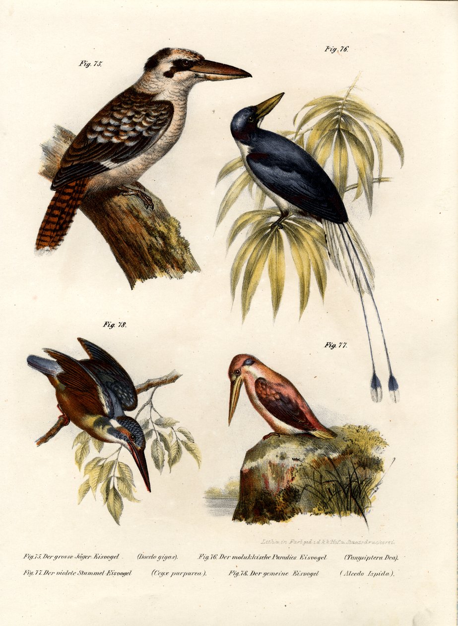 Kookaburra, 1864 von German School