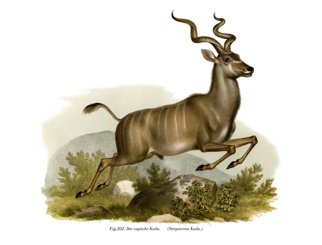 Kudu, 1860 von German School
